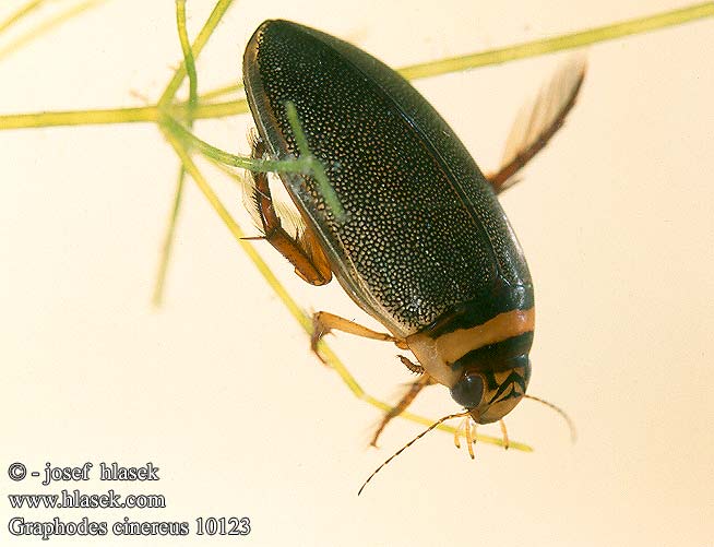 Orange-striped Hydaticus Water-beetle Graphoderus cinereus Hydaticus