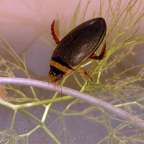 Graphoderus cinereus Hydaticus Orange-striped Hydaticus Water-beetle