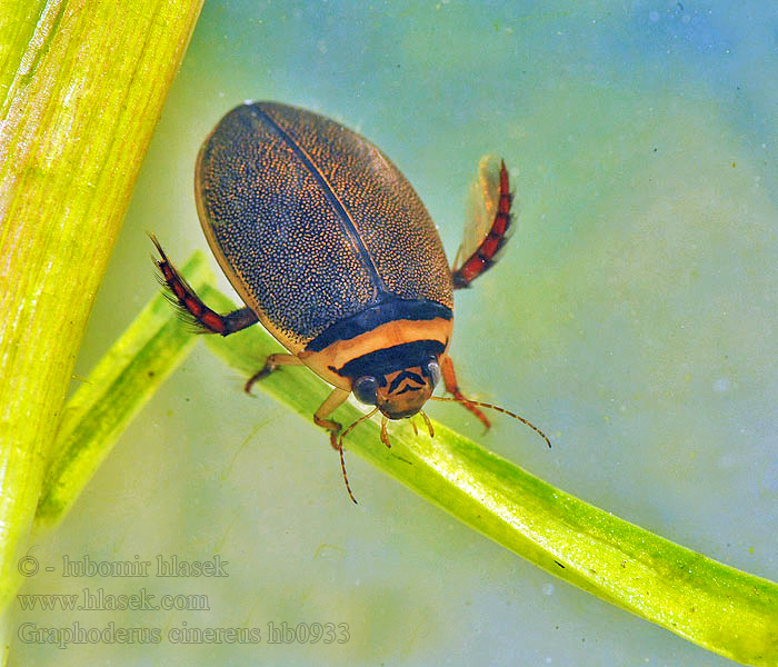 Graphoderus cinereus