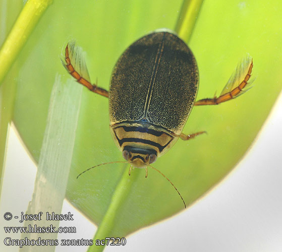 Graphoderus zonatus ac7220