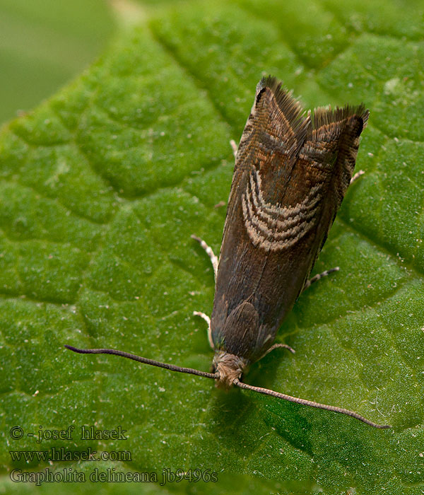 Grapholita delineana