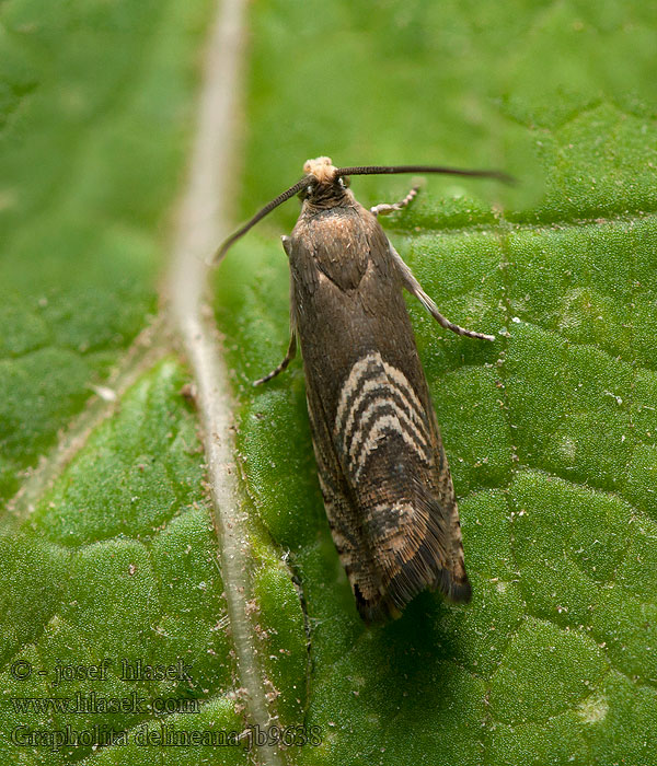 Grapholita delineana