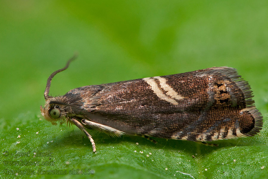 Grapholita discretana Humalakiiltokääriäinen Humlevecklare