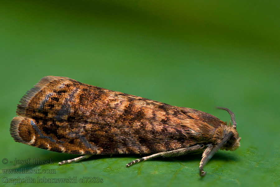 Grapholita lobarzewskii Small fruit tortrix