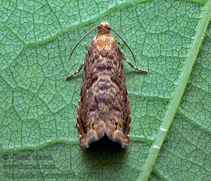 Small fruit tortrix Grapholita lobarzewskii