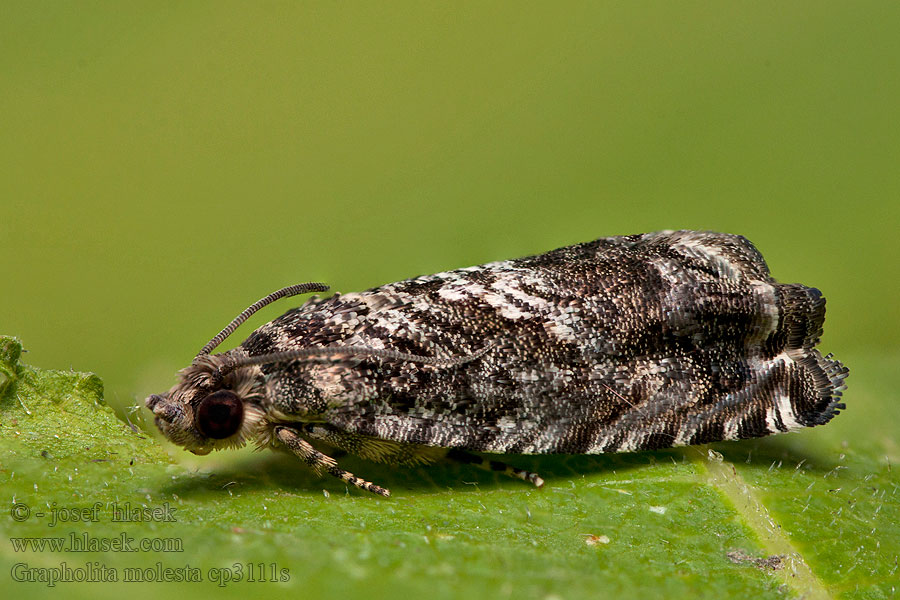 Grapholita molesta Obaleč východní Pfirsichtriebwickler Oriental Fruit Moth Peach