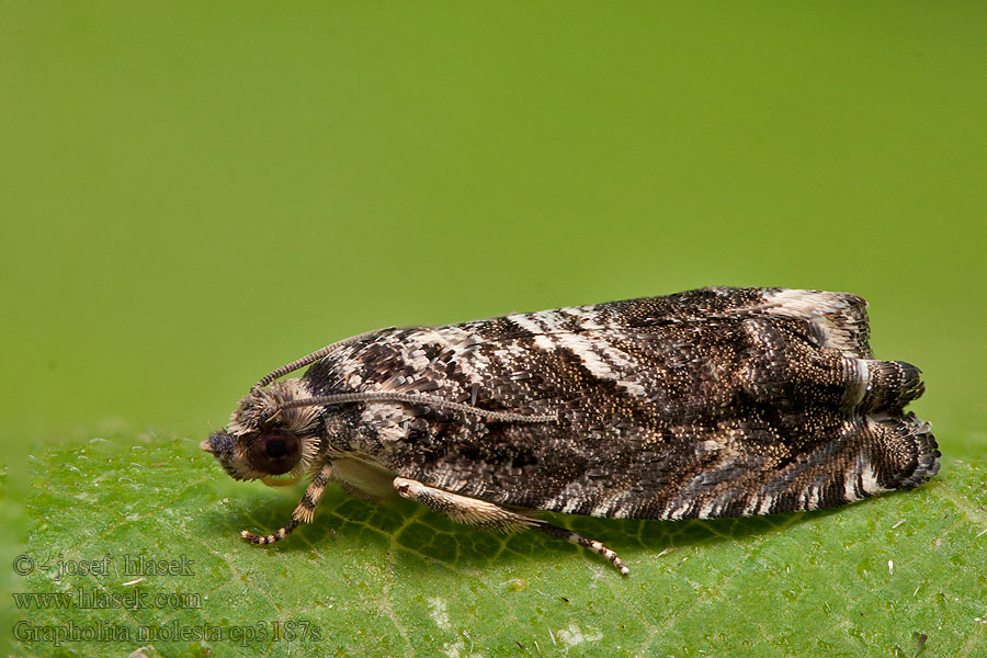 Grapholita molesta Plodokaz broskyňový Tordeuse orientale pêcher