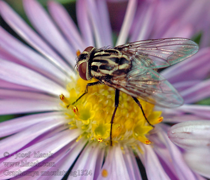 Gefleckte Hausfliege Graphomya maculata