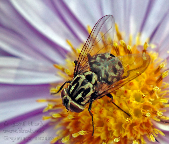 Graphomyie tachée tachetée Graphomya maculata