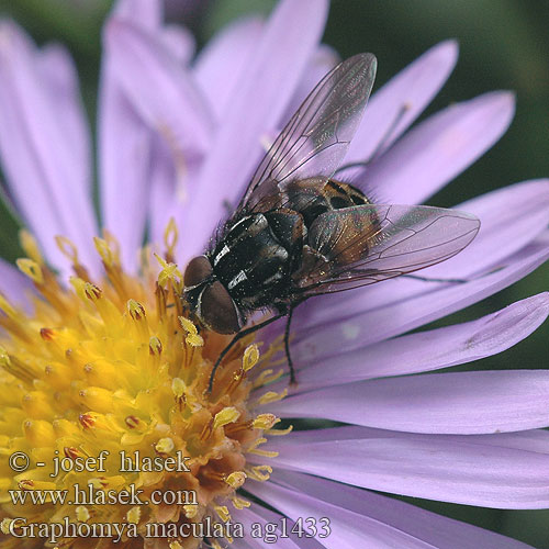 Graphomya maculata Gefleckte Hausfliege Graphomyie tachée