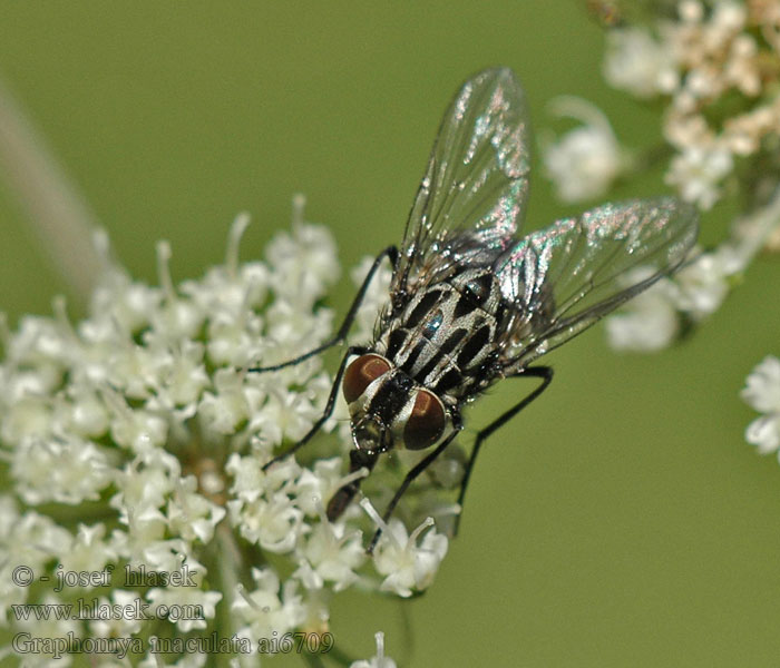 Graphomya maculata