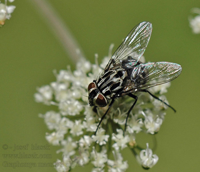 Graphomya maculata