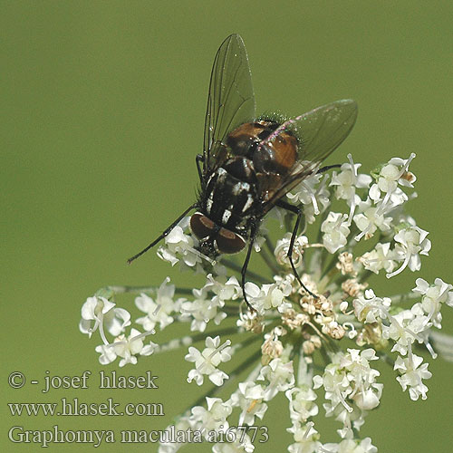 Graphomya maculata Gefleckte Hausfliege Graphomyie tachée