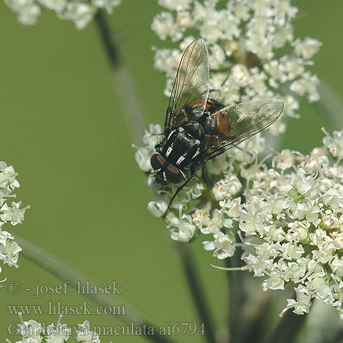 Graphomya maculata Gefleckte Hausfliege Graphomyie tachée