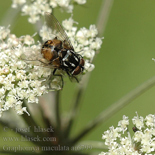 Graphomyie tachée tachetée セマダライエバエ学名 Graphomya maculata Gefleckte Hausfliege