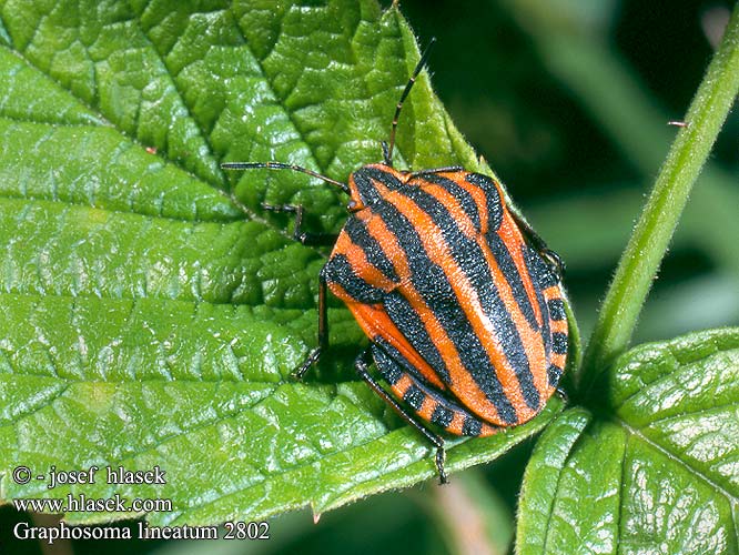 Graphosoma lineatum