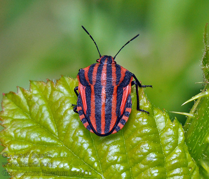 Kněžice páskovaná Graphosoma lineatum