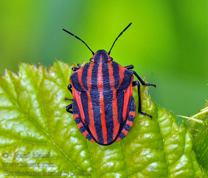 Bzdocha pásavá Graphosoma lineatum