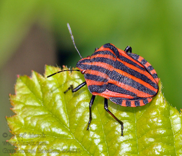 Щитник линейчатый Csíkos pajzsospoloska Graphosoma lineatum