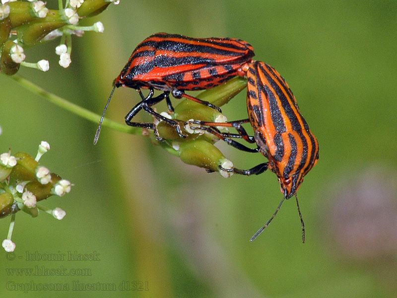 Kněžice páskovaná Streifenwanze Strojnica baldaszkówka Graphosoma lineatum