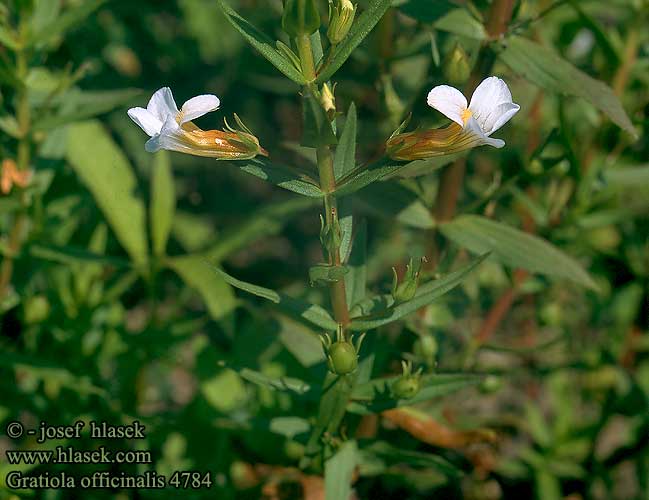 Gratiola officinalis Hedge hyssop Nadesurt Gratiole officinale