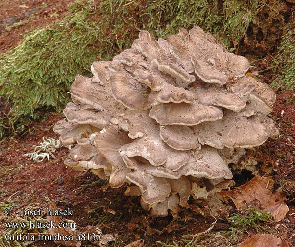 Polypore poule bois Eikhaas Bokrosgomba Klapperschwamm żagwica listkowata Trsovnica lupeňovitá trsnatec lupenitý Korallticka Polyporus frondosus intybaceus intybacea korallkjuke