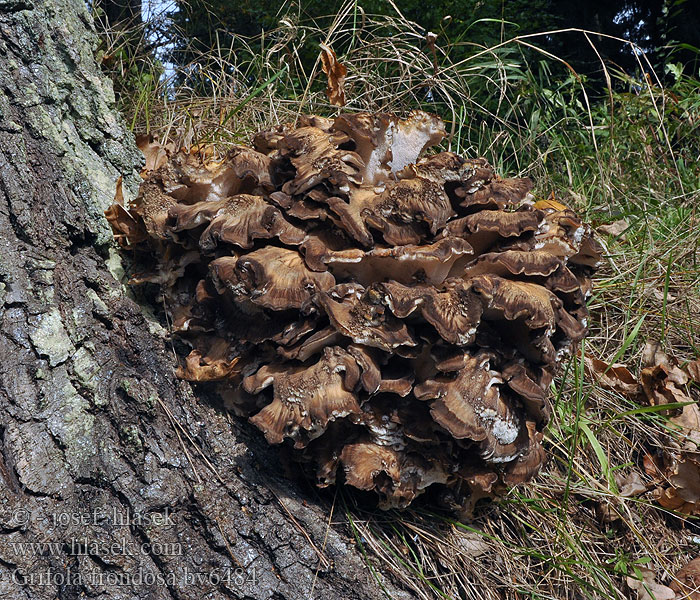 Trsnatec lupenitý Grifola frondosa