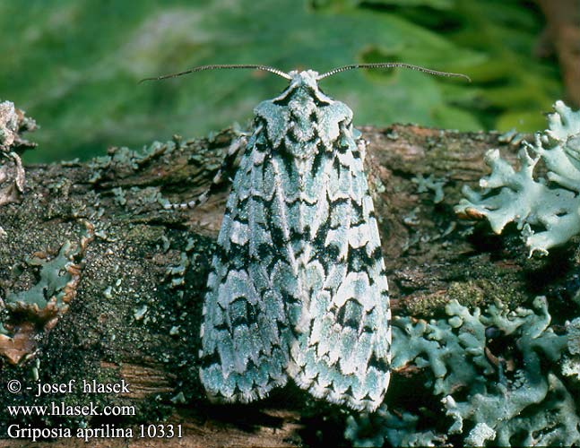 Dichonia Griposia aprilina Merveille Jour Grüne Eicheneule