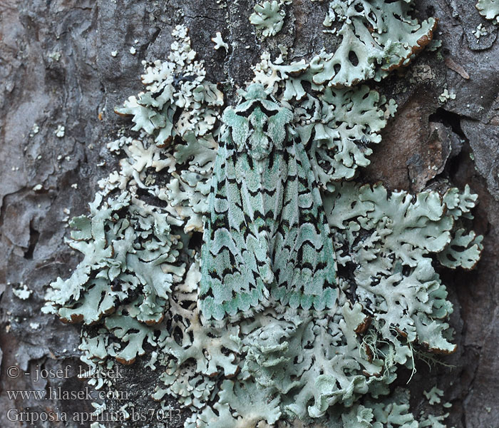 Griposia aprilina Dichonia Merveille Jour