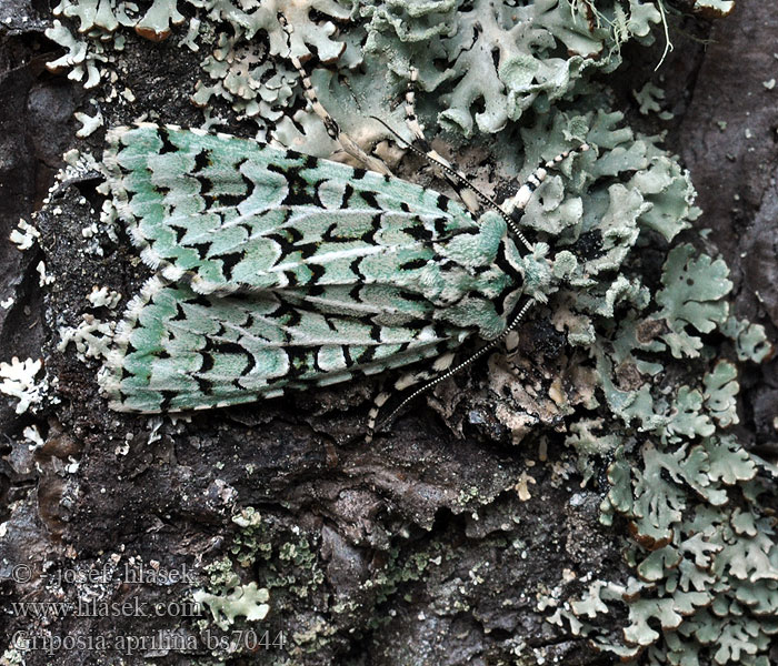 Griposia aprilina Dichonia Grüne Eicheneule