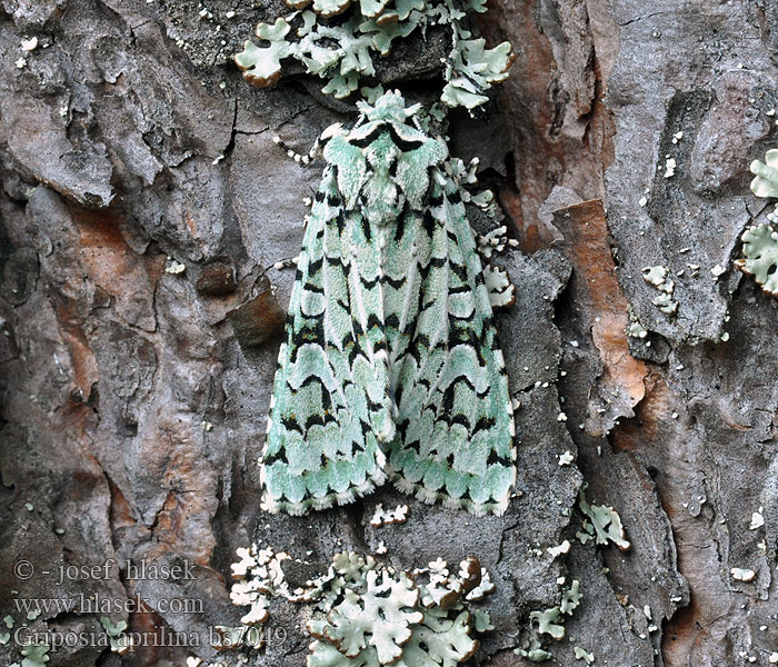 Griposia aprilina Dichonia Pestroskvrnka zelenavá 