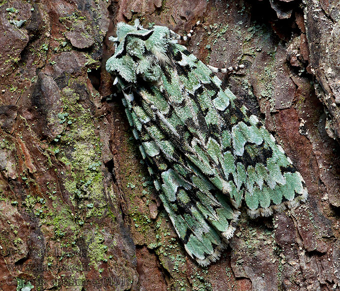 Griposia aprilina