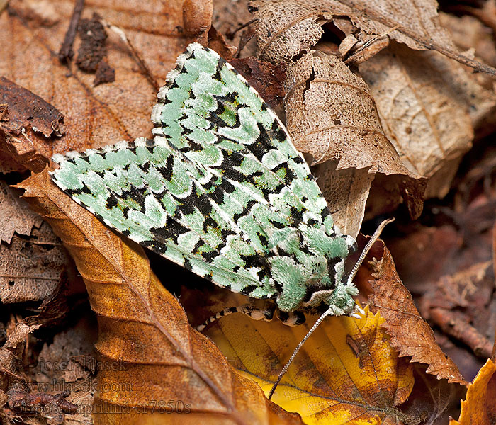 Pestroskvrnka zelenavá Dichonia aprilina