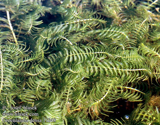 Groenlandia densa Pondweed serré Paarbladig Dichtbladig fonteinkruid