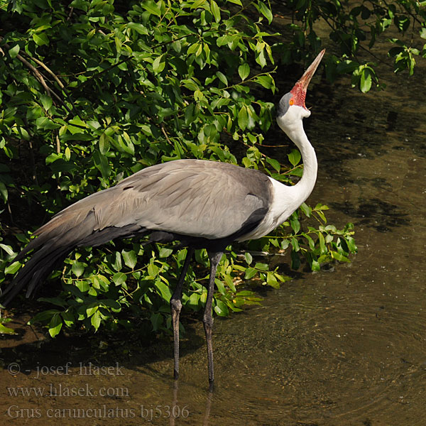 Grus carunculatus Wattled Crane Jeřáb bradavičnatý Klunkerkranich Grulla Carunculada Grue caronculée Vortetrane Helttakurki Gru caruncolata ホオカザリヅル Lelkraanvogel Vortetrane Zuraw koralowy Grou-carunculado Žeriav príveskový Vårttrana 肉垂鹤 Серёжчатый журавль Lelkraanvoël Korongo Ndevu