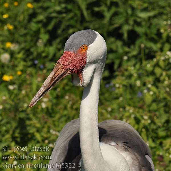 Klunkerkranich Grulla Carunculada Grue caronculée Vortetrane Helttakurki Gru caruncolata ホオカザリヅル Lelkraanvogel Vortetrane Zuraw koralowy Grou-carunculado Žeriav príveskový Vårttrana 肉垂鹤 Серёжчатый журавль Lelkraanvoël Korongo Ndevu Grus carunculatus Wattled Crane Jeřáb bradavičnatý