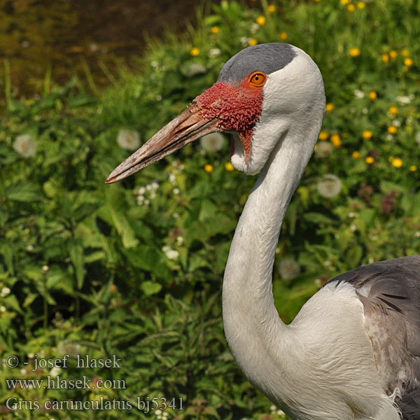 Grus carunculatus bj5341