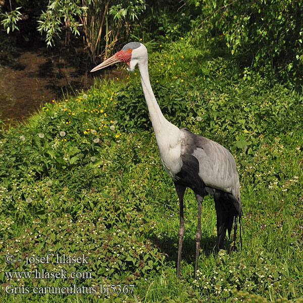 Grus carunculatus bj5367