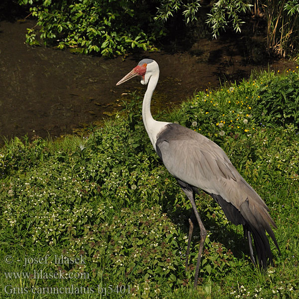 Серёжчатый журавль Lelkraanvoël Korongo Ndevu Grus carunculatus Wattled Crane Jeřáb bradavičnatý Klunkerkranich Grulla Carunculada Grue caronculée Vortetrane Helttakurki Gru caruncolata ホオカザリヅル Lelkraanvogel Vortetrane Zuraw koralowy Grou-carunculado Žeriav príveskový Vårttrana 肉垂鹤