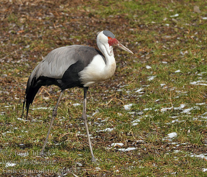 Grus carunculatus Wattled Crane Jeřáb bradavičnatý