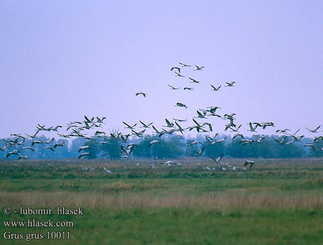 Grus grus Common Crane Kranich Grue cendrée