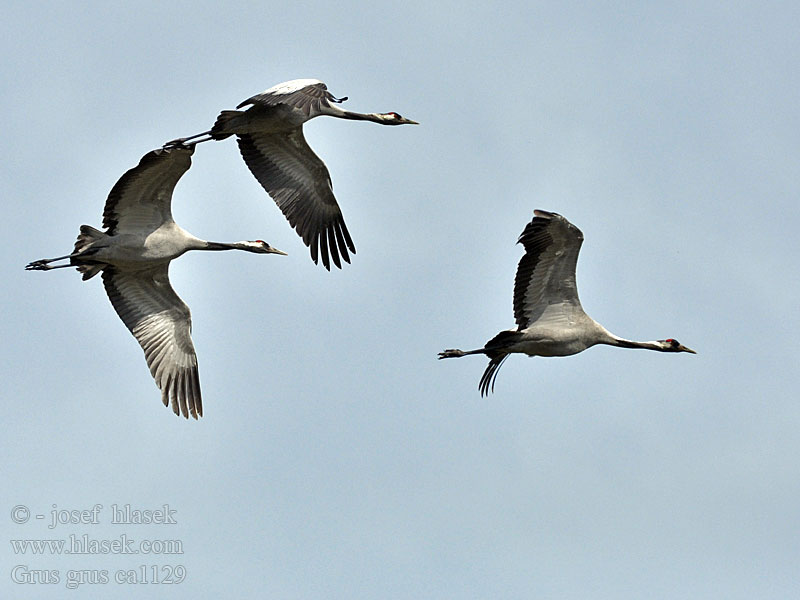 Grus grus Common Crane