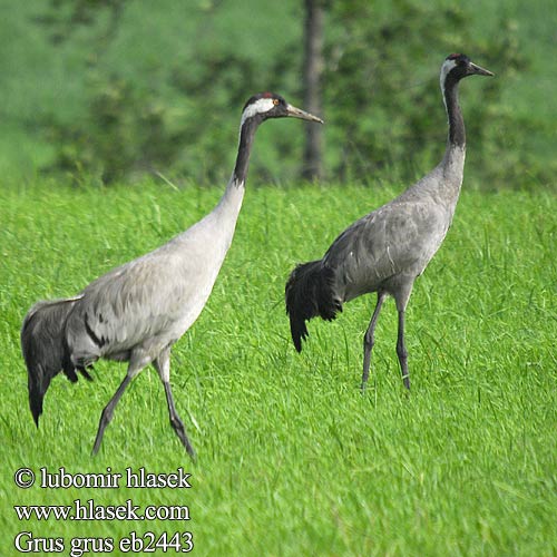 Żuraw Daru Žeriav popolavý Dzërve Sookurg Grus grus