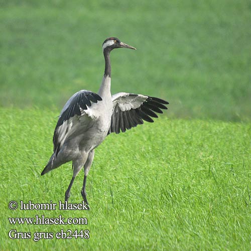 Grus grus 灰鶴 Журавль серый クロヅル