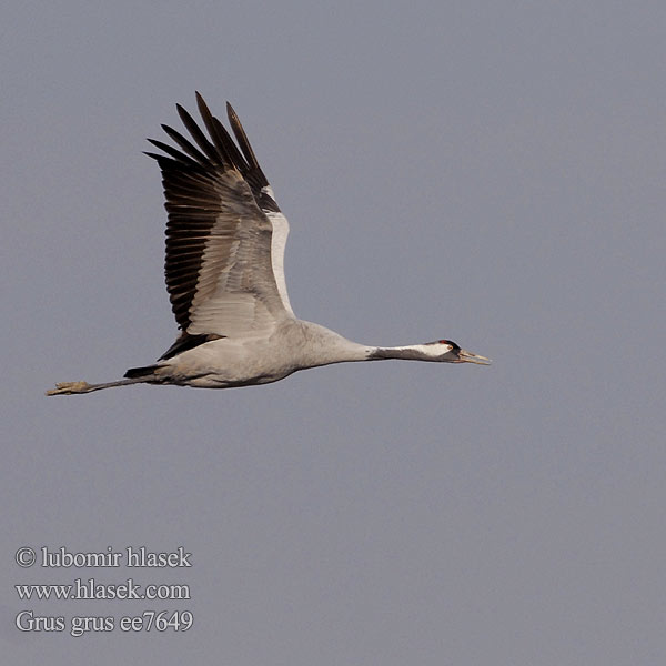 Grus grus Common Crane Kranich Grulla Común