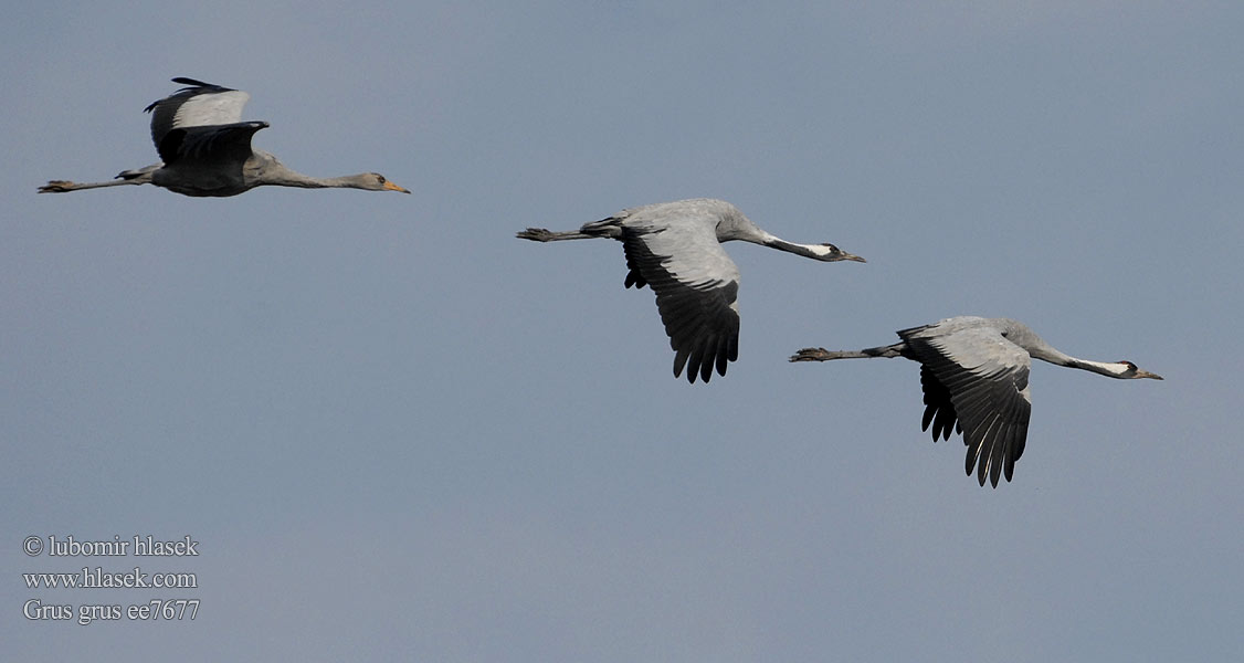 Grus grus Kranich Grue cendrée Grulla Común