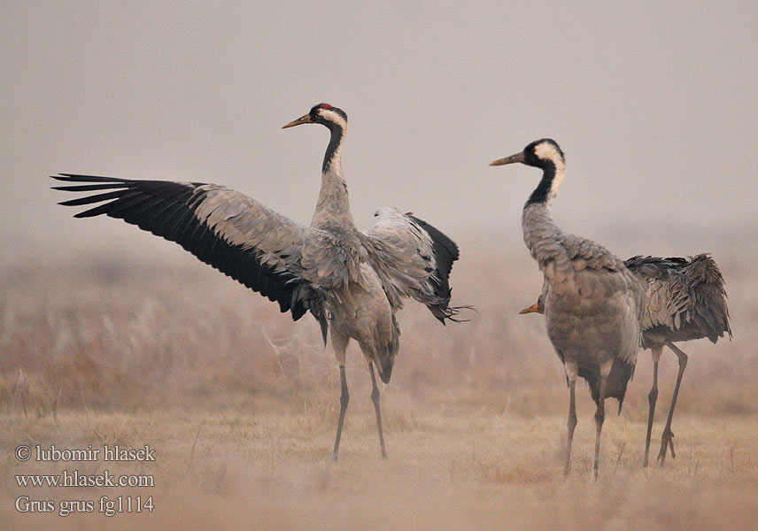 Grus grus Trane Kraanvogel Kurki Gru Trana