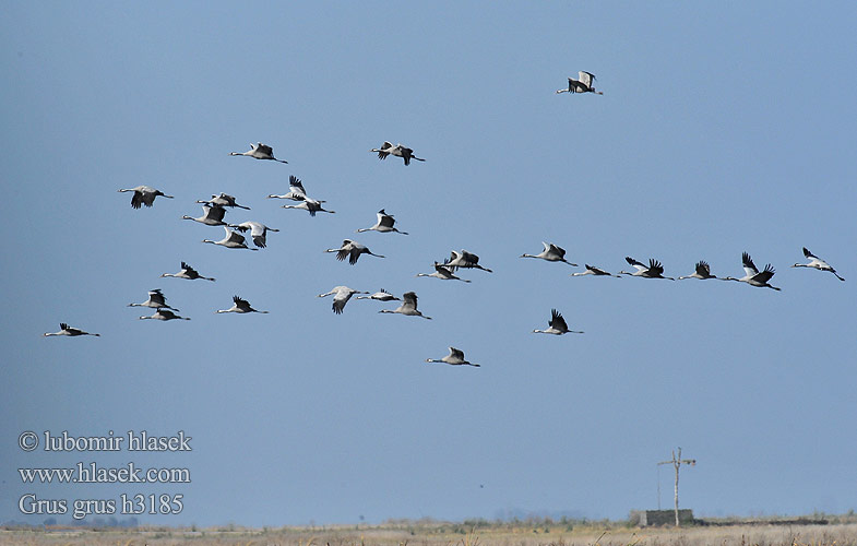 Dzërve Sookurg Grus grus Common Crane