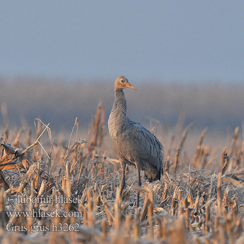 Common Crane Kranich Grue cendrée