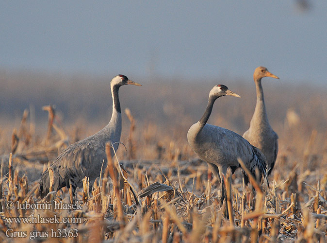 Grulla Común Jeřáb popelavý Trane Kraanvogel